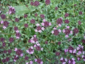 Thym bio antioxydant naturel puissant