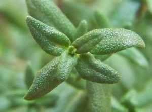Le thym bio un anti-acné naturel puissant