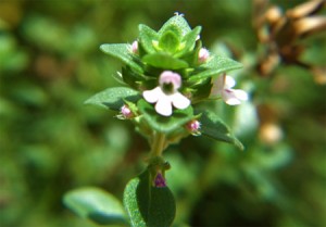 Le thym bio un antiseptique naturel puissant