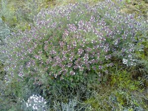 Thym bio antioxydant naturel puissant