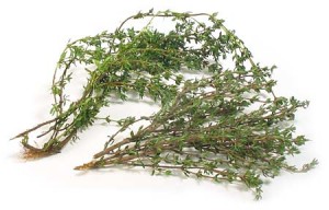 Thym ou Serpolet, ou zaatar (en arabe) 