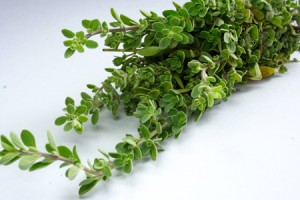 Du thym bio pour affronter l'hiver