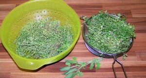 Récolte de thym bio antioxydant naturel puissant