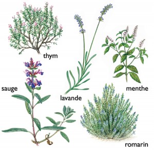 Culture du thym