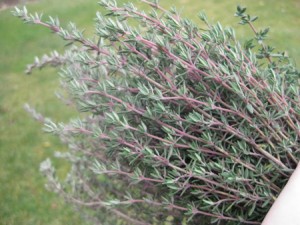 Le thym bio antioxydant