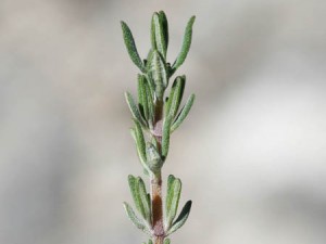 Le thym, une herbe aromatique aux multiples vertus thérapeutiques